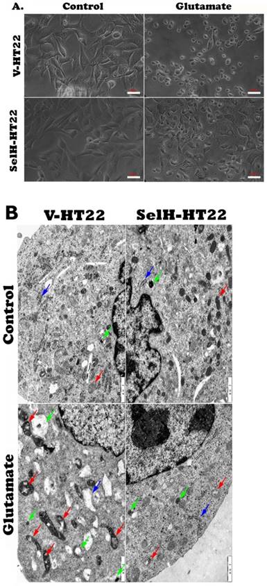 Int J Biol Sci Image