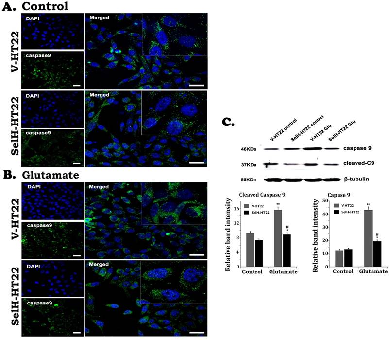 Int J Biol Sci Image