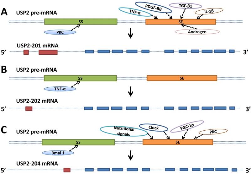 Int J Biol Sci Image