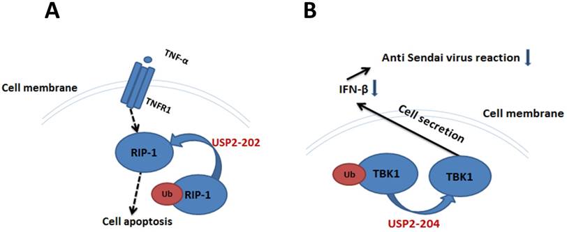 Int J Biol Sci Image