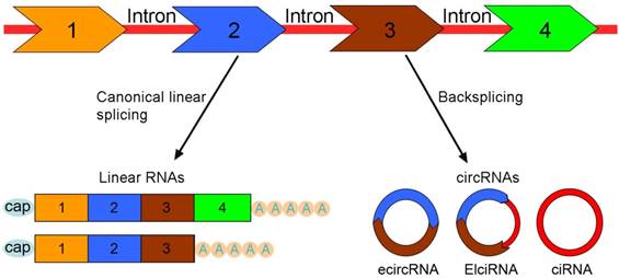 Int J Biol Sci Image