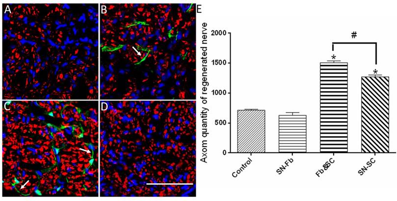 Int J Biol Sci Image