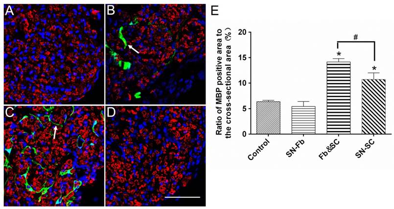 Int J Biol Sci Image