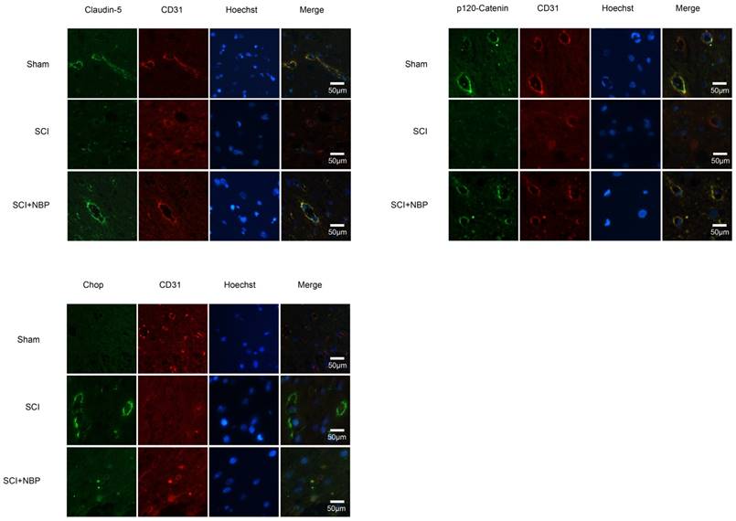 Int J Biol Sci Image