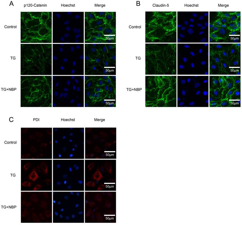 Int J Biol Sci Image