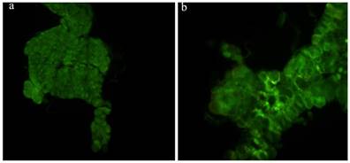 Int J Biol Sci Image