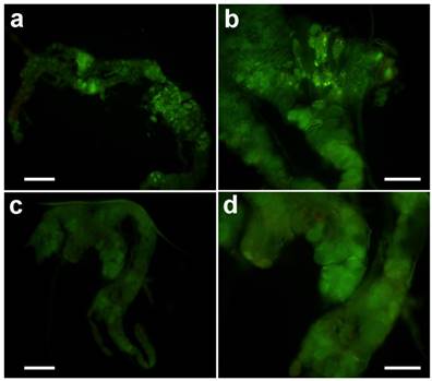 Int J Biol Sci Image