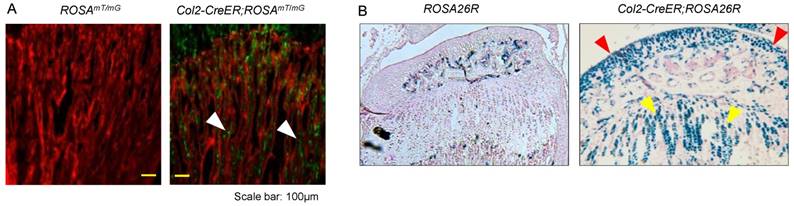 Int J Biol Sci Image