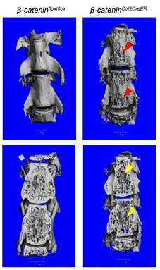 Int J Biol Sci Image