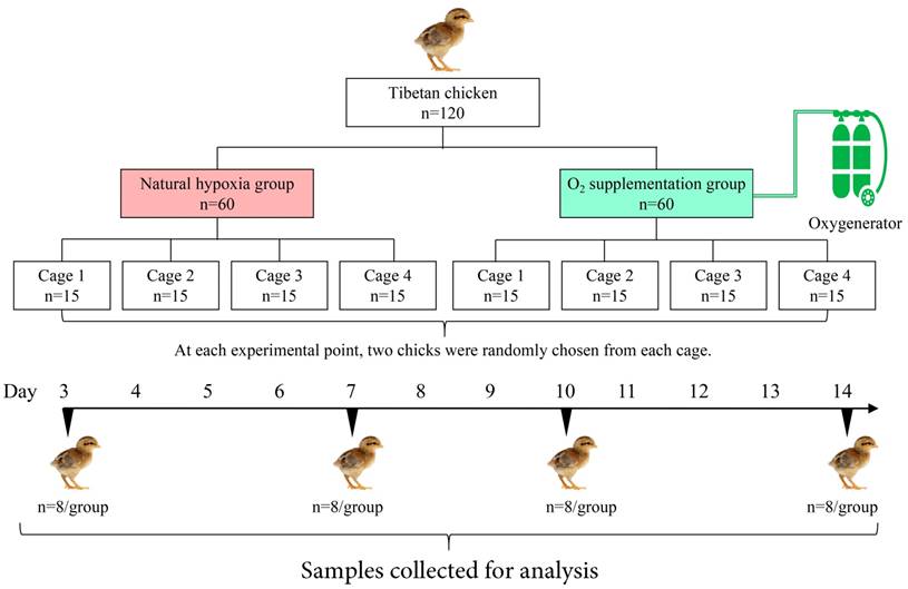 Int J Biol Sci Image