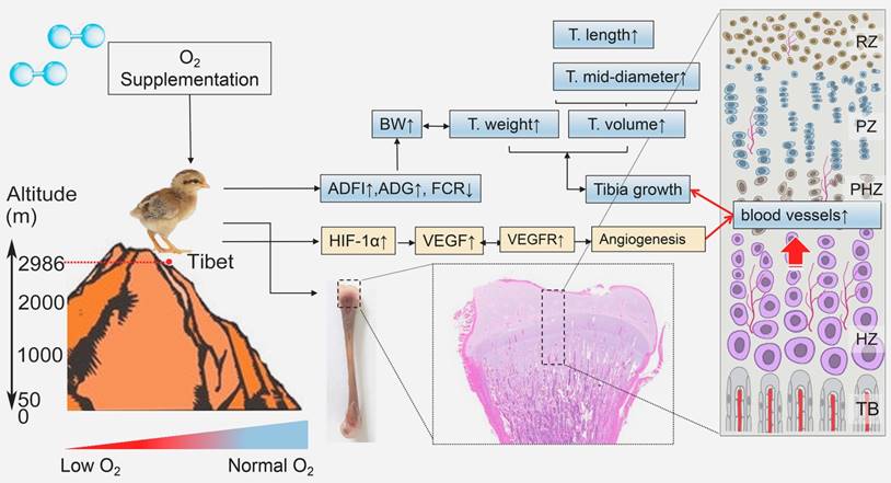 Int J Biol Sci Image