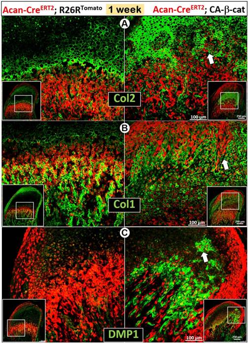 Int J Biol Sci Image