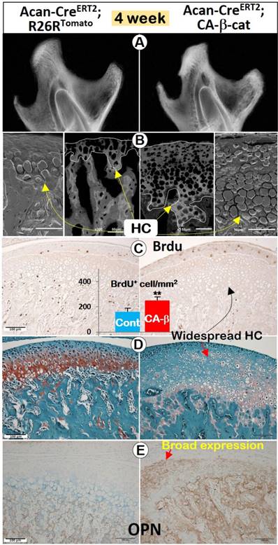 Int J Biol Sci Image