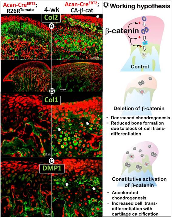 Int J Biol Sci Image