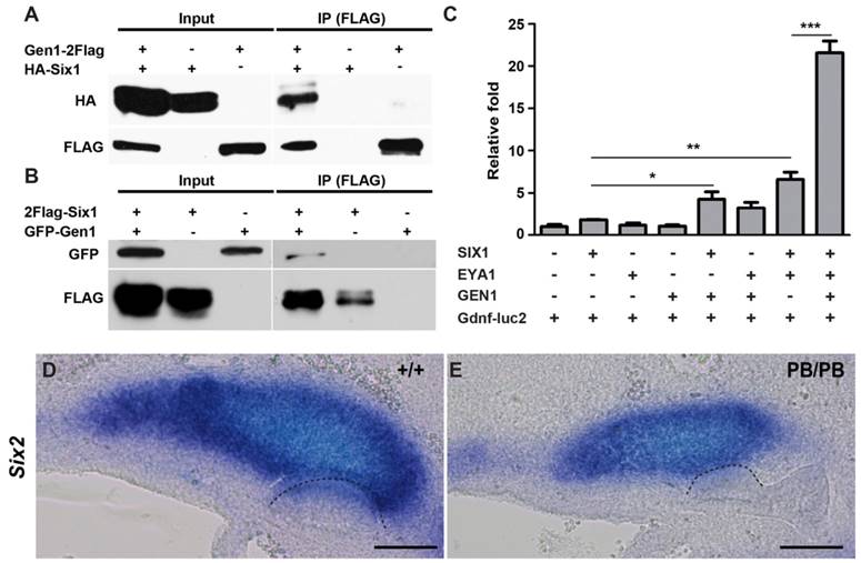 Int J Biol Sci Image