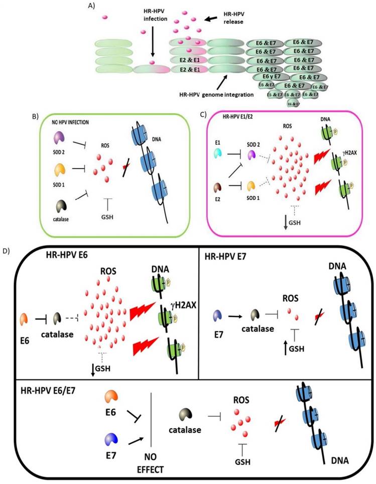 Int J Biol Sci Image