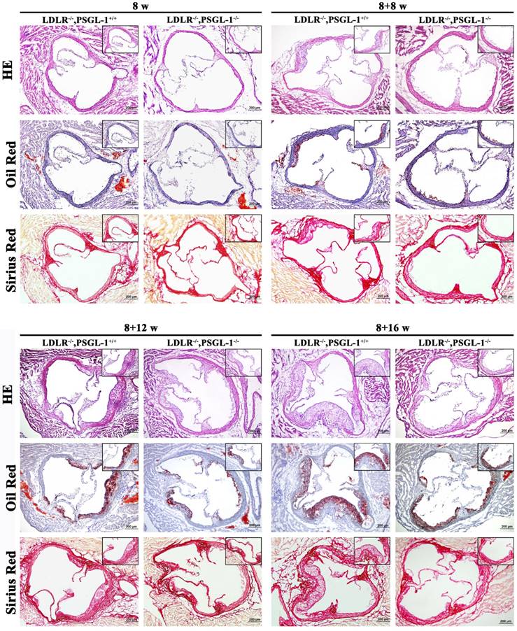 Int J Biol Sci Image