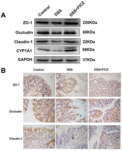 Int J Biol Sci Image