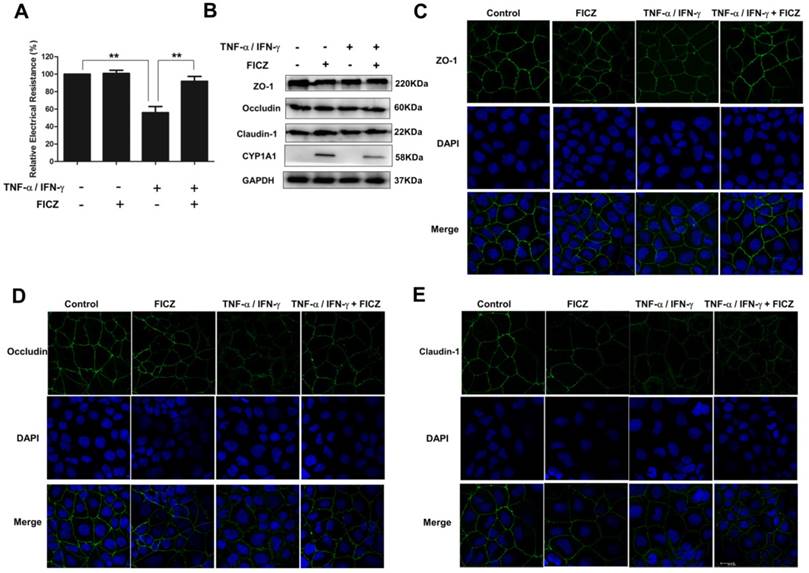 Int J Biol Sci Image