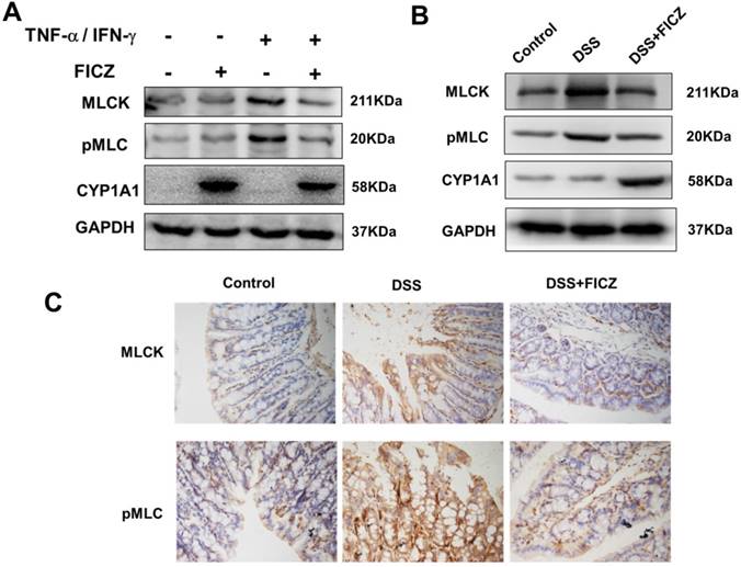 Int J Biol Sci Image