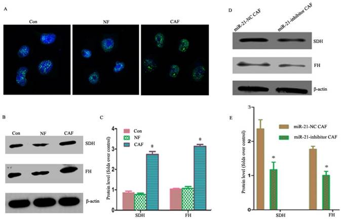 Int J Biol Sci Image