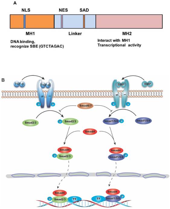 Int J Biol Sci Image