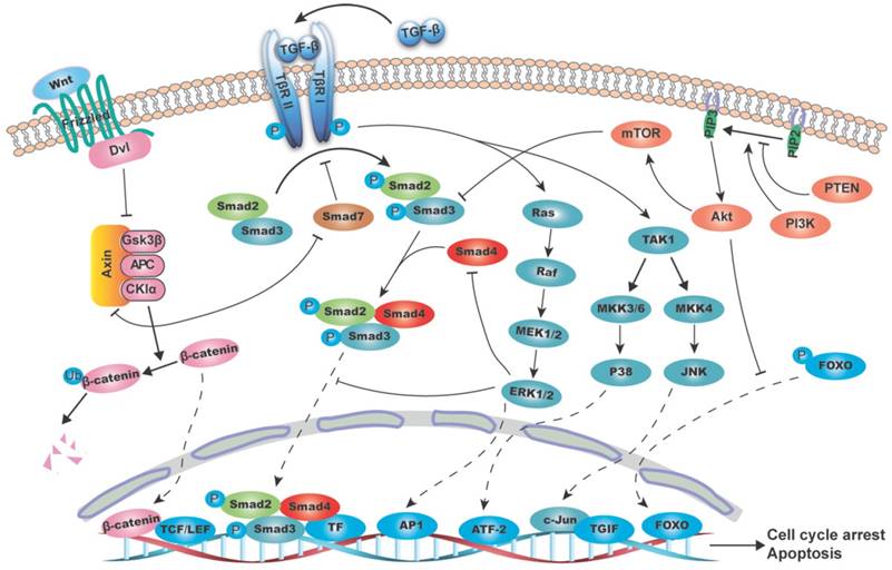 Int J Biol Sci Image