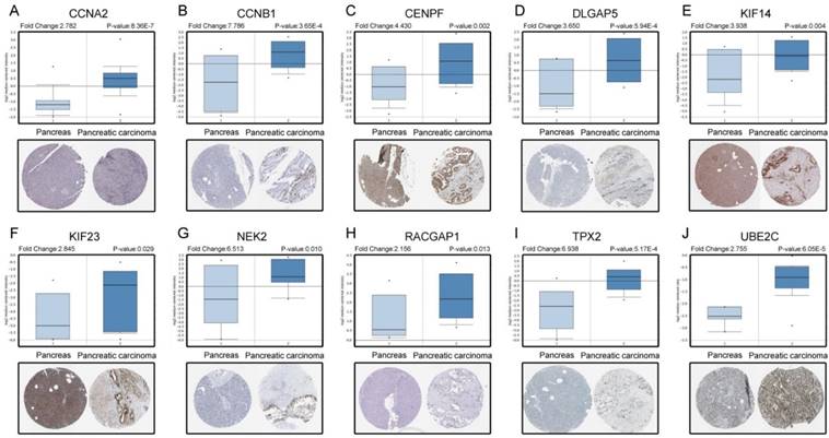 Int J Biol Sci Image