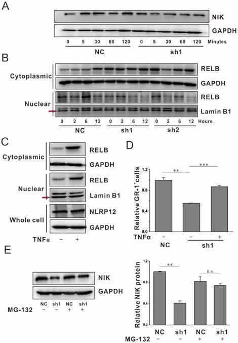 Int J Biol Sci Image