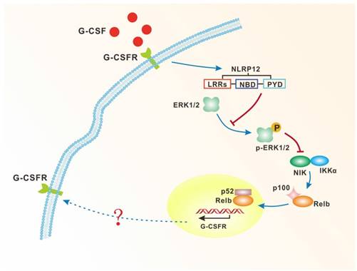 Int J Biol Sci Image