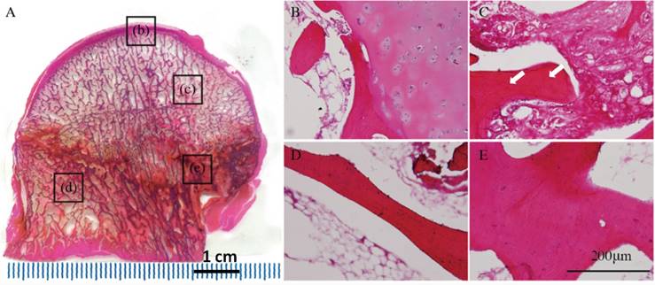 Int J Biol Sci Image