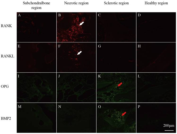 Int J Biol Sci Image