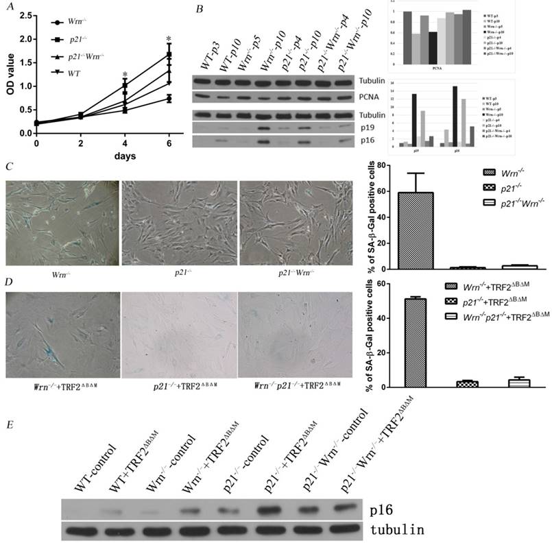 Int J Biol Sci Image