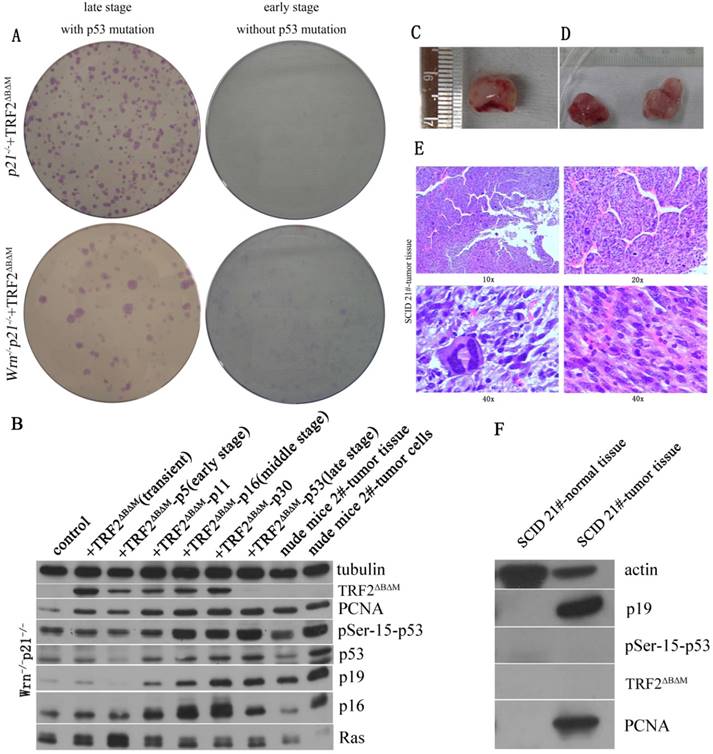 Int J Biol Sci Image