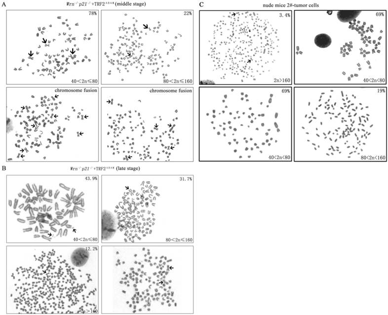 Int J Biol Sci Image