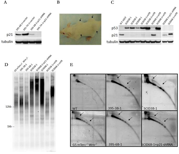 Int J Biol Sci Image