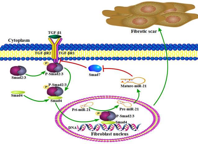 Int J Biol Sci Image