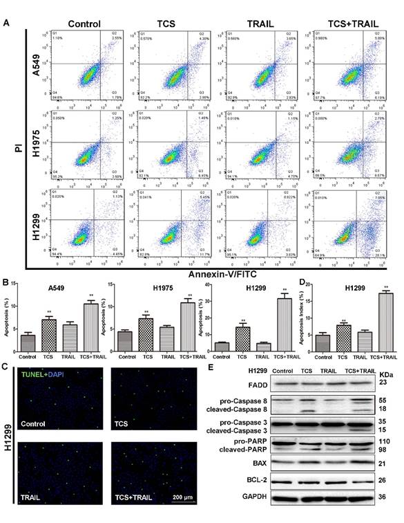 Int J Biol Sci Image