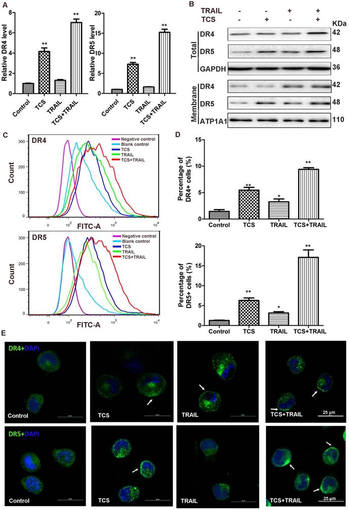 Int J Biol Sci Image