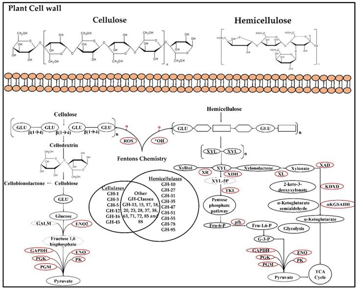 Int J Biol Sci Image