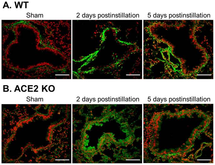 Int J Biol Sci Image