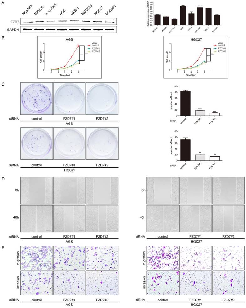 Int J Biol Sci Image