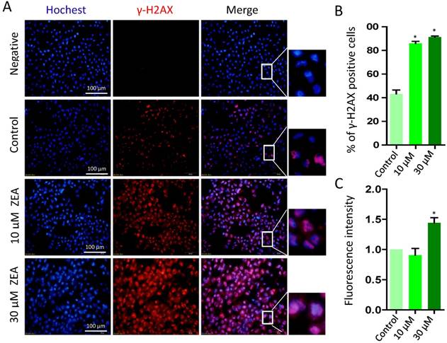 Int J Biol Sci Image