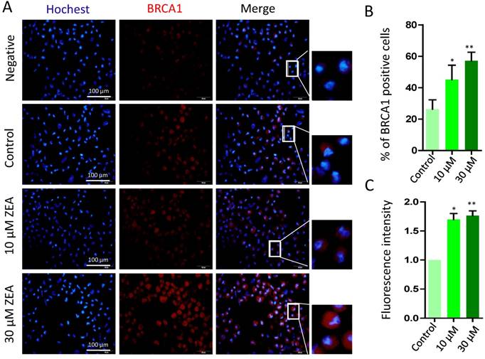 Int J Biol Sci Image