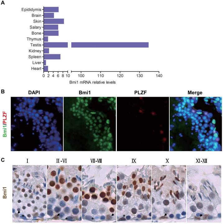 Int J Biol Sci Image