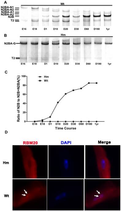 Int J Biol Sci Image