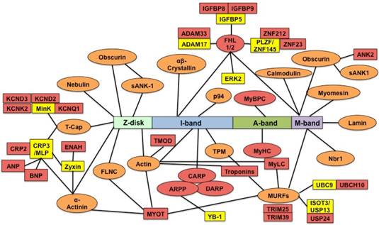 Int J Biol Sci Image