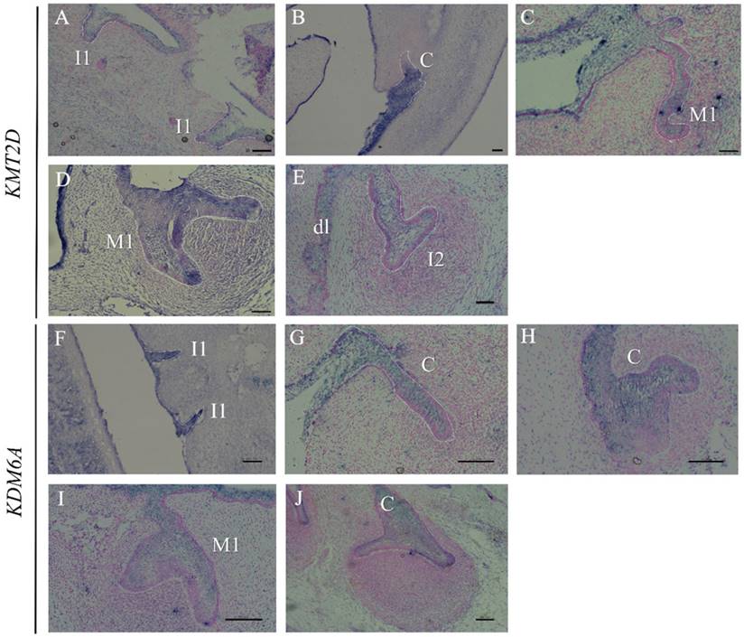 Int J Biol Sci Image