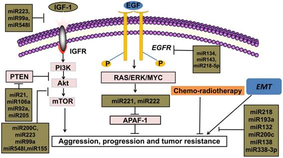 Int J Biol Sci Image