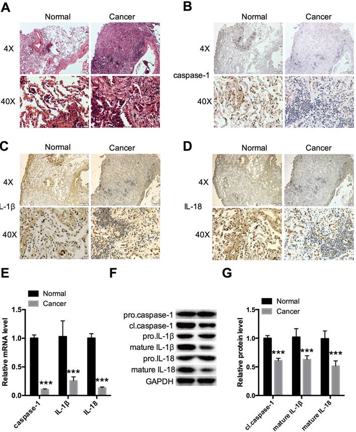 Int J Biol Sci Image